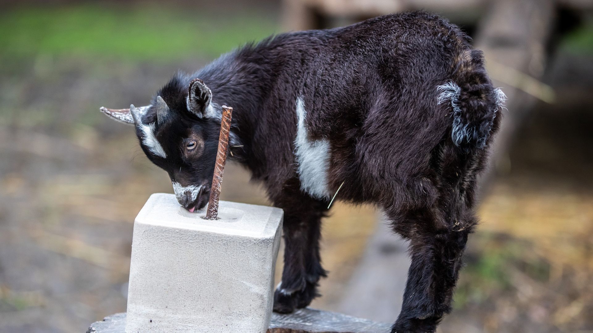 Minerallecksteine: So helfen sie Tiere durch die Sommerhitze